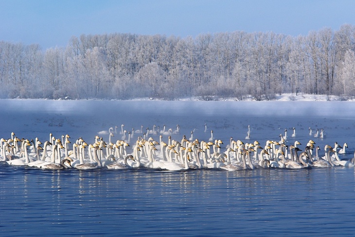 Самая сказочная экскурсия — Лебединое озеро — сказка наяву! (только зимой)